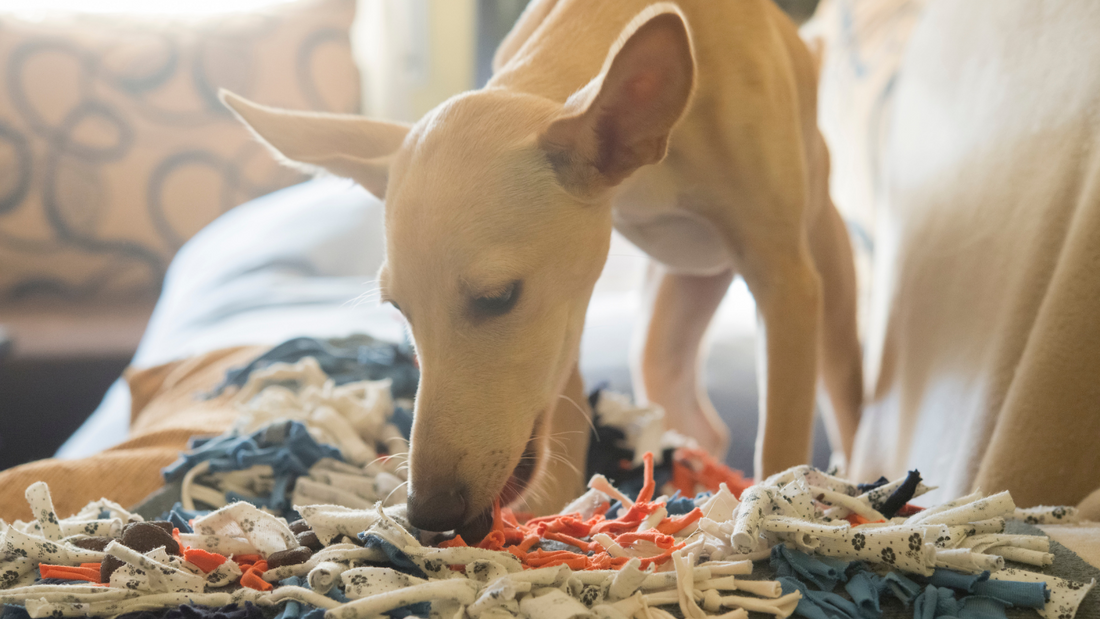 The Science of Scent: Why Dogs Love Their Beds to Smell Familiar