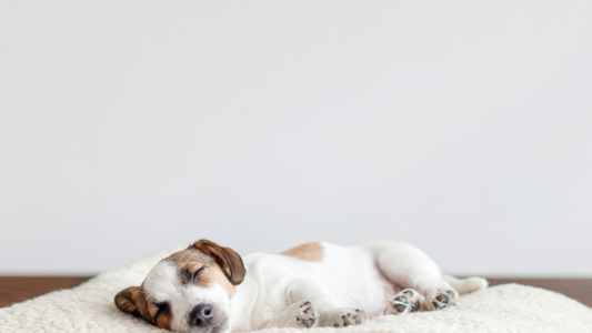 How to Measure Your Dog for the Perfect Bed Fit