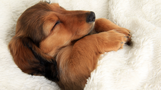 Does Your Dog Nap Enough? How Their Bed Can Improve Daytime Rest