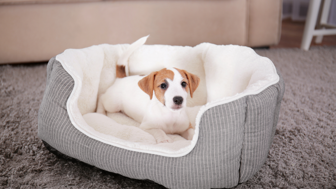 Dog Beds for Puppies with Potty Training Challenges