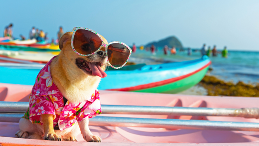 8 Ways to Keep Your Dog Cool During the Summer