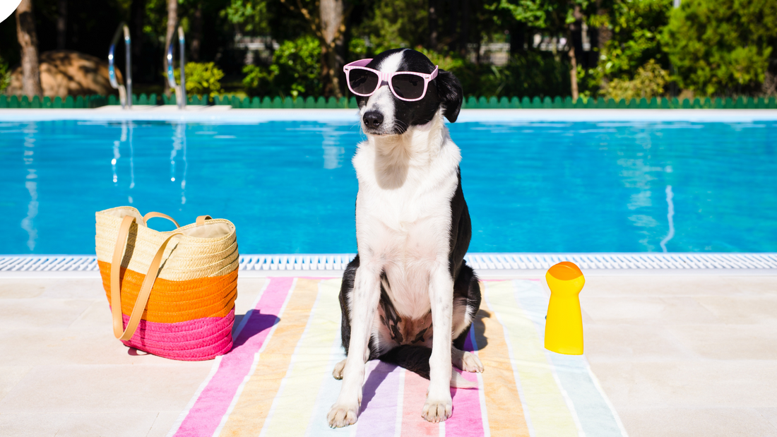 Unleash Summer Fun with Your Pooch!