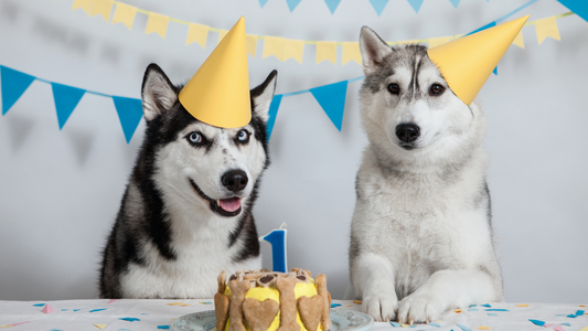 How to Celebrate Your Dog’s Birthday: Party Ideas and Treats