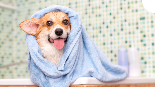 The Ultimate Guide to Dog Hygiene: Keeping Your Best Friend's Bed Clean and Fresh