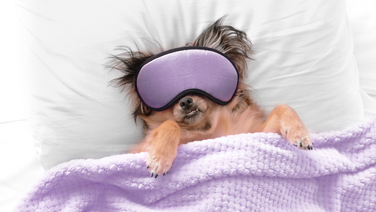 Enhance Your Dog’s Health and Happiness with the Perfect Bed