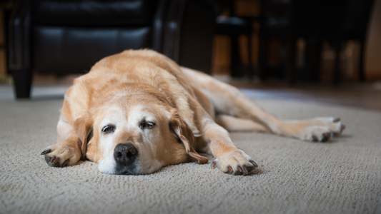 Choosing the Right Bed for Dogs with Anxiety