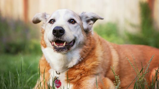 From Puppies to Seniors: Dog Bed Needs at Every Life Stage